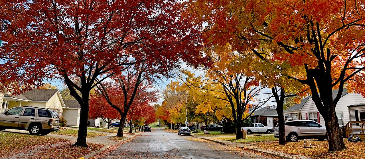 autumn avenues